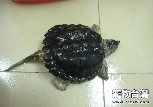 北美擬鱷龜的生活環境佈置(1圖)-寵物台灣