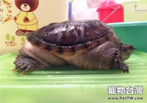 北美擬鱷龜的餵食要求(1圖)-寵物台灣