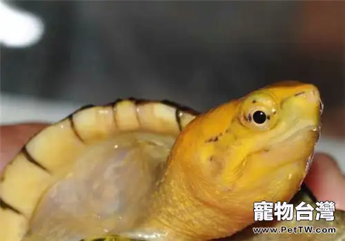 白唇泥龜的形態特徵