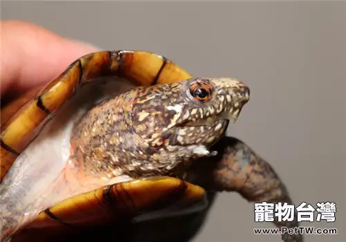 斑紋泥龜的品種簡介(1圖)-寵物台灣