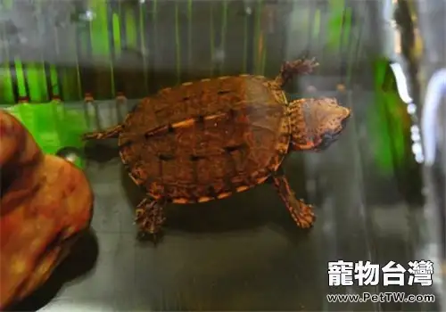 斑紋泥龜的形態特徵