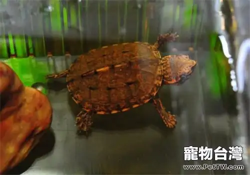 斑紋泥龜的形態特徵(1圖)-寵物台灣