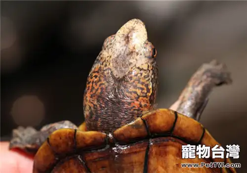 斑紋泥龜的養護重點