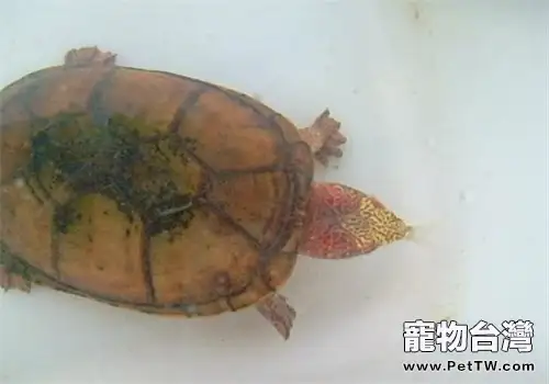 斑紋泥龜需要的生活環境