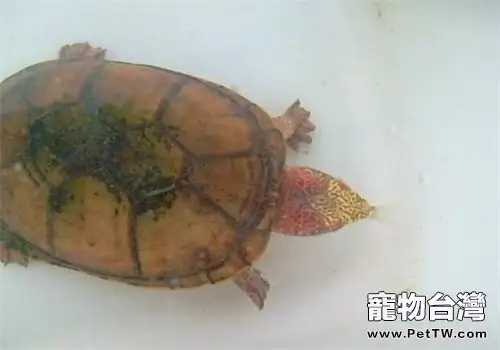 斑紋泥龜需要的生活環境(1圖)-寵物台灣
