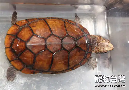 斑紋泥龜的餵食要求