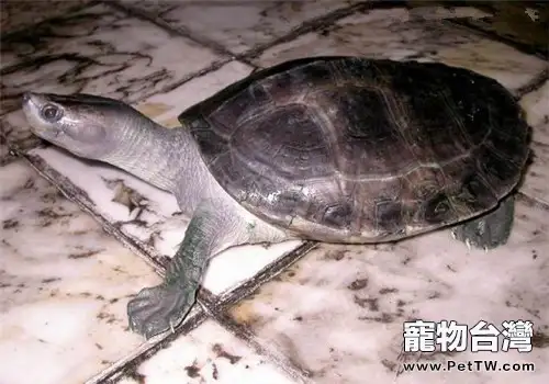 巴達庫爾龜品種簡介(1圖)-寵物台灣