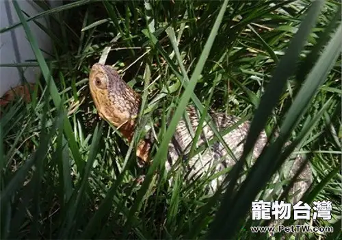 布氏擬龜品種簡介(1圖)-寵物台灣