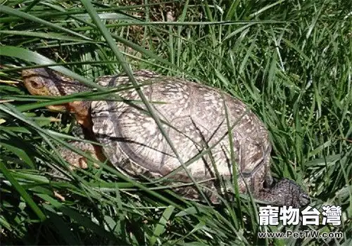 布氏擬龜的形態特徵(1圖)-寵物台灣