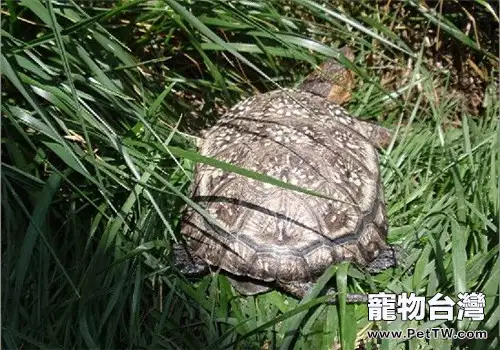 布氏擬龜的飼養環境管理