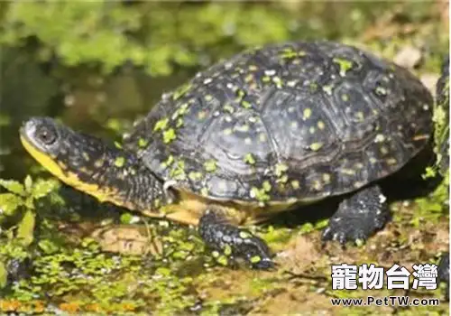 布氏擬龜的餵食要點