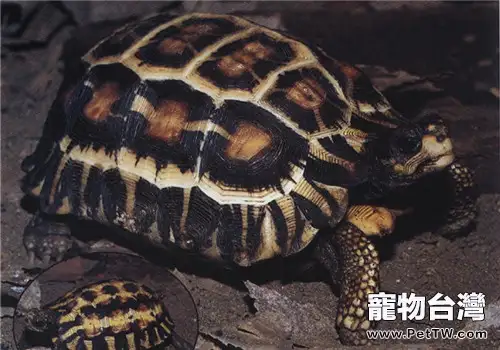扁尾陸龜的品種簡介