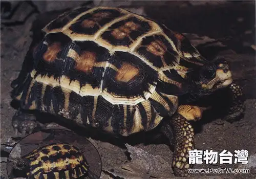 扁尾陸龜的品種簡介(1圖)-寵物台灣
