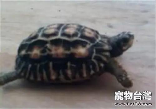 扁尾陸龜的形態特徵(1圖)-寵物台灣