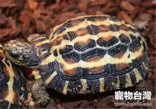 扁尾陸龜的養護方法