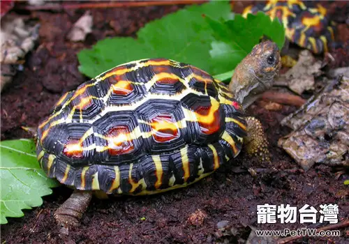 扁尾陸龜的生活環境佈置