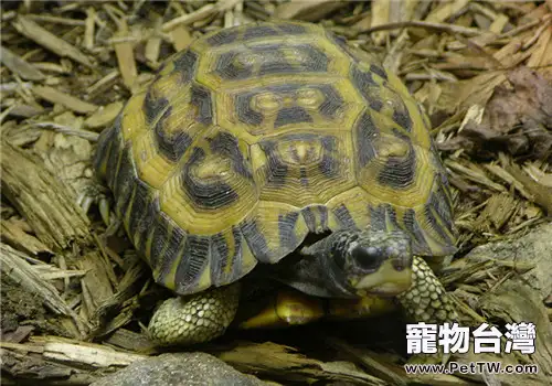 扁尾陸龜的餵食要求