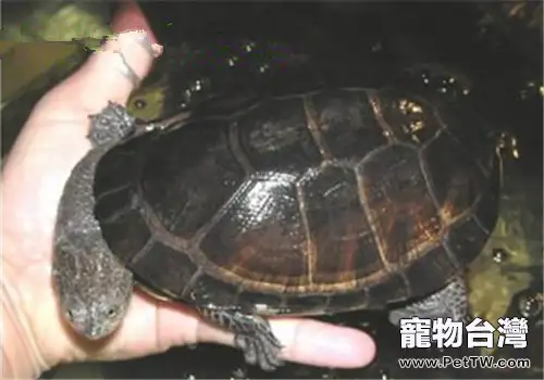 巴西放射刺頸龜的品種簡介(1圖)-寵物台灣