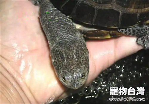 巴西放射刺頸龜的形態特徵(1圖)-寵物台灣