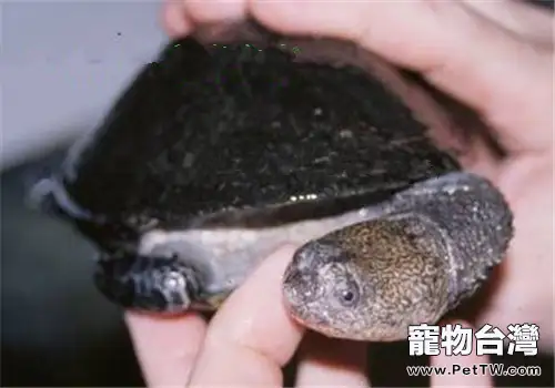 巴西放射刺頸龜的環境要求(1圖)-寵物台灣