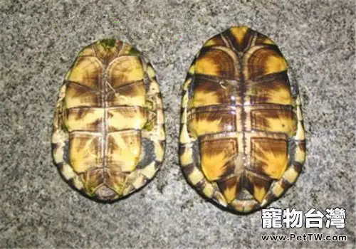 巴西放射刺頸龜的食物要求(1圖)-寵物台灣