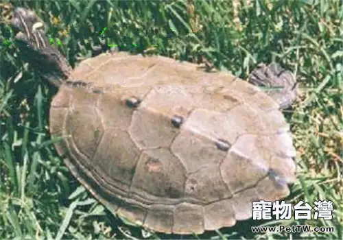 北部擬地圖龜的品種簡介(1圖)-寵物台灣