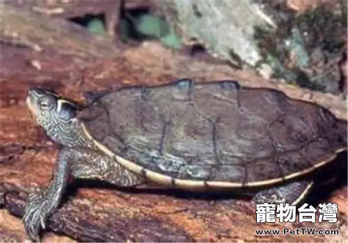 北部擬地圖龜的形態特徵(1圖)-寵物台灣
