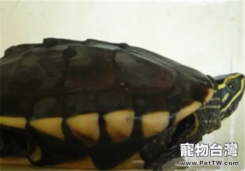 北部擬地圖龜的養護方法(1圖)-寵物台灣