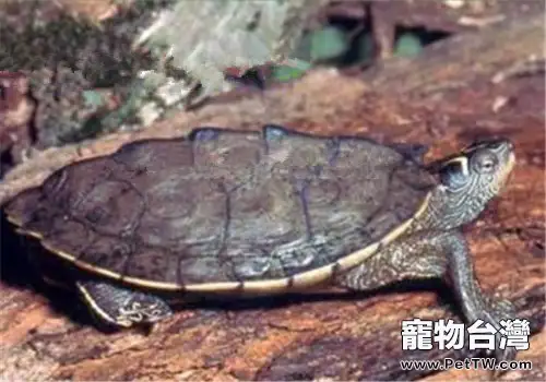 北部擬地圖龜的餵食要求(1圖)-寵物台灣