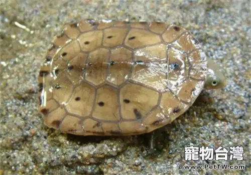 巴西蛇頸龜的品種簡介(1圖)-寵物台灣