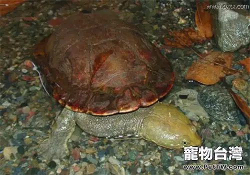 巴西蛇頸龜的形態特徵