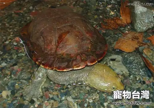 巴西蛇頸龜的形態特徵(1圖)-寵物台灣
