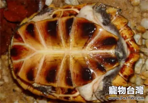 巴西蛇頸龜的養護方法(1圖)-寵物台灣
