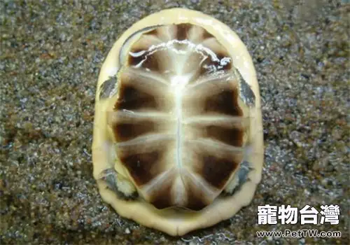 巴西蛇頸龜的飼養環境(1圖)-寵物台灣
