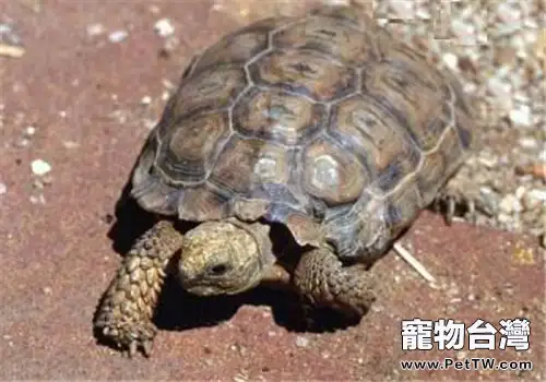 伯格海角陸龜的品種簡介