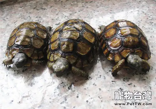 伯格海角陸龜的形態特徵(1圖)-寵物台灣