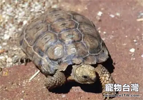 伯格海角陸龜的養護要點(1圖)-寵物台灣