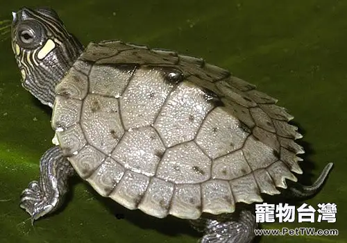 北部黑瘤地圖龜的品種簡介(1圖)-寵物台灣