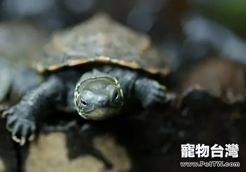 草龜喜歡吃哪些食物(1圖)-寵物台灣