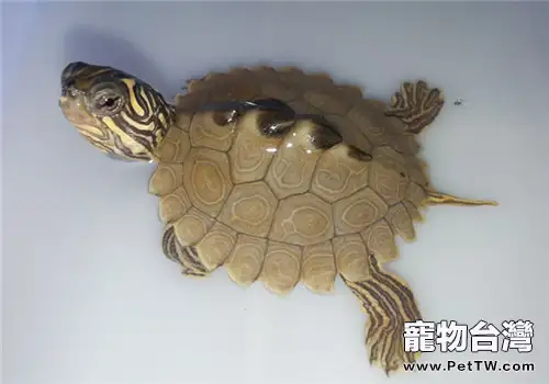 北部黑瘤地圖龜的形態特徵(1圖)-寵物台灣