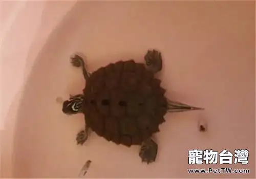 北部黑瘤地圖龜的養護方法(1圖)-寵物台灣