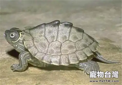 北部黑瘤地圖龜的生活環境(1圖)-寵物台灣