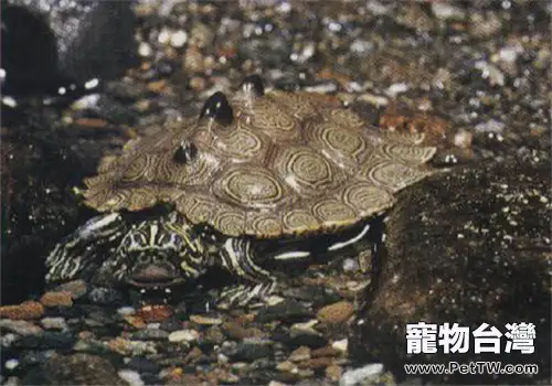 北部黑瘤地圖龜的餵食要求