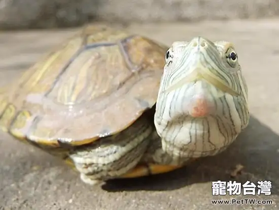 巴西龜白眼病有哪些表現(1圖)-寵物台灣