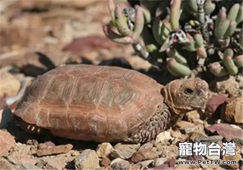 包蘭格海角陸龜的品種簡介(1圖)-寵物台灣