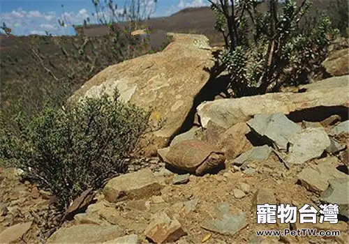 包蘭格海角陸龜的形態特徵(1圖)-寵物台灣
