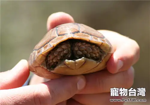 包蘭格海角陸龜的養護方法(1圖)-寵物台灣