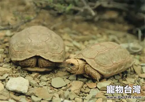 包蘭格海角陸龜的餵食要點