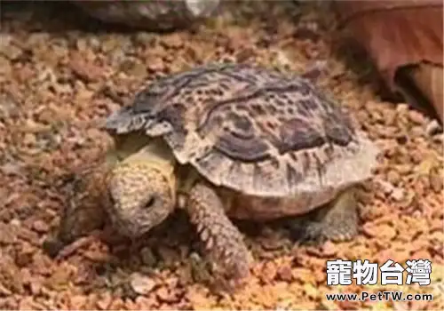 斑點陸龜的品種簡介(1圖)-寵物台灣