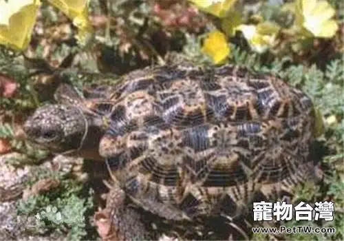 斑點陸龜的形態特徵(1圖)-寵物台灣